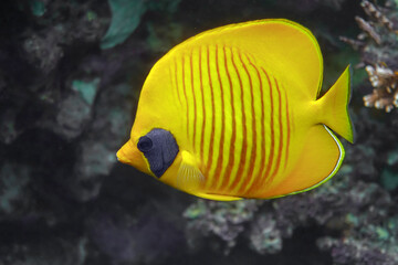 Fototapeta na wymiar Coral fish - Masked butterflyfish - Chaetodon semilarvatus- Red Sea