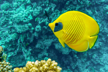 Naklejka na ściany i meble Coral fish - Masked butterflyfish - Chaetodon semilarvatus- Red Sea