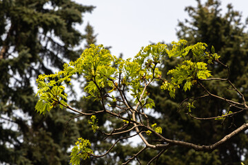 Twigs of maple tree with young green leaves and buds in spring in a park we see in the photo