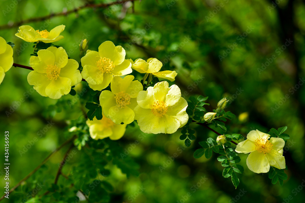 Wall mural A closeup shot of yellow rosehip flowers