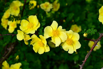 A closeup shot of yellow rosehip flowers