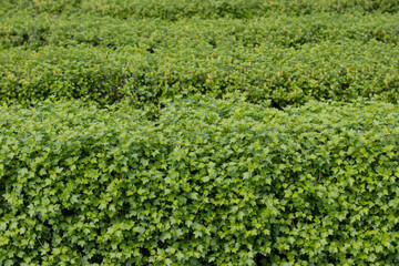 Green background of many hedge layers next to each other, selective focus and copy space