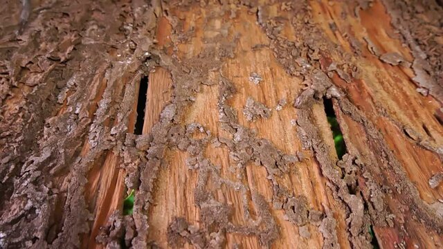 Termite damaged wood floors, Rotten damaged wood is eaten by termites because termites prefer to consume wood.