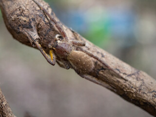 Amazonia, animal