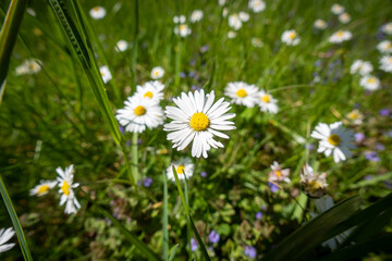 G&auml;nsebl&uuml;mchen Daisy 