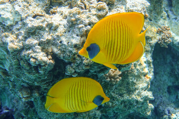 Naklejka na ściany i meble Coral fish - Masked butterflyfish - Chaetodon semilarvatus- Red Sea