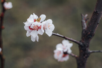 Kyiv, Ukraine, April 2014: Blossom of the Plum in the city