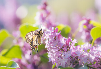 swallowtail butterfly (Papilio machaon) on lilac flowers