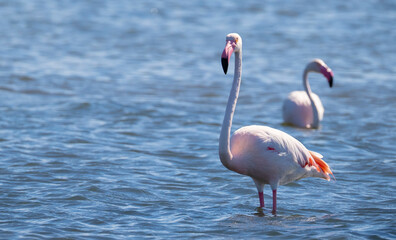 flock of flamingos in their natural ecosystem,Phoenicopterus
