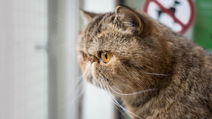 A  cute cat portrait on a blurred background .  House cat on a blurred background .  
