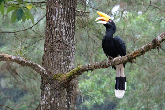 Yellow Billed Hornbill