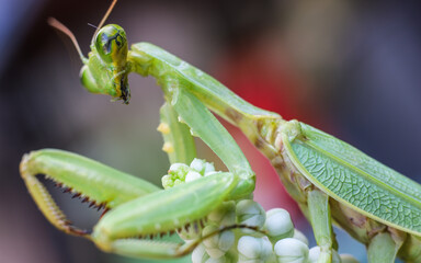 Macro photo of praying mantis