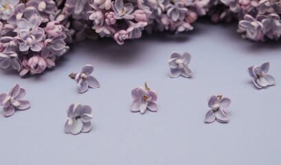 Spring background with lilac branches and petals.