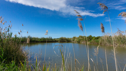 wild reed, in a natural park near barcelona