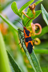 Milkweed Seed Bug detail