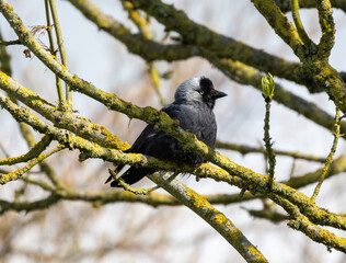 Juvenile jackdaw in a tree.