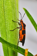 Milkweed Seed Bug detail