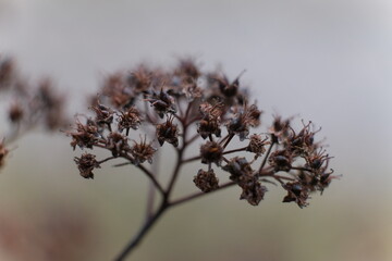 samotna roślina ogród © Krzysztof