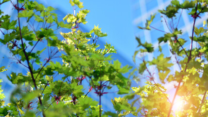 Modern downtown office building surrounded by greenery tree, the surface window outside reflecting clear blue sky. Business office building and green trees, business and nature concept. 