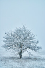 Lone snow covered tree