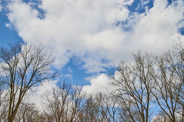 Trees with no leaves against cloudy sky