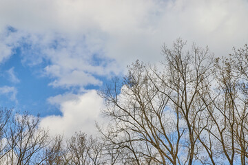 Trees with no leaves against cloudy sky