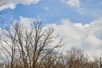 Obraz na płótnie Canvas Trees with no leaves against cloudy sky