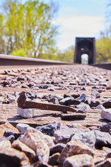 Railroad Spike detail on Train Tracks