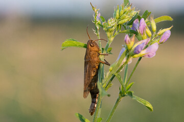 grasshopper on plant