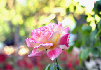White Rose with Pink Petal Edges in Alhambra Granada Spain