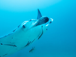 Manta ray at the bottom of the Indian Ocean