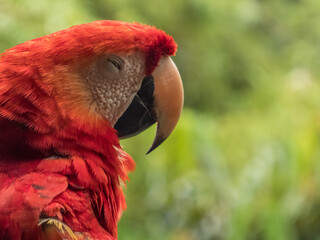 Scarlet Macaws, Amazonia