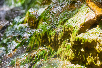 Waterfall detail of wet moss