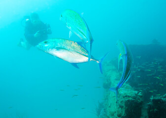 Fototapeta premium Trevally fishes and a silhouette of a diver photographing them over a sunken ship at the bottom of the Indian Ocean