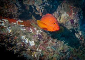 Fototapeta na wymiar Coral grouper on a reef at the bottom of the Indian Ocean