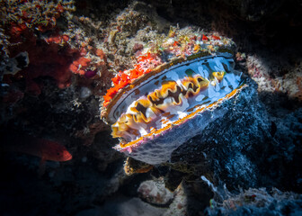 Bivalve mollusk Spondylus Varians (Thorny oyster) on a coral reef at the bottom of the Indian Ocean
