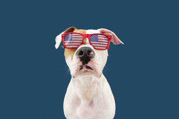 Independence day 4th of july American Staffordshire dog. Isolated on blue background. - obrazy, fototapety, plakaty