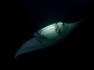 Big Manta Ray at night in the Indian Ocean