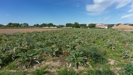 Artichoke plantation on a farm on the outskirts of barcelona.