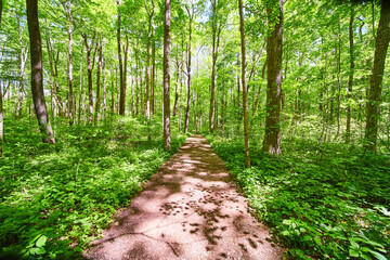 Park Forest Trail green with tall trees