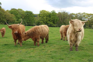 long haired longhorn cows in a field. Scottish highland cattle