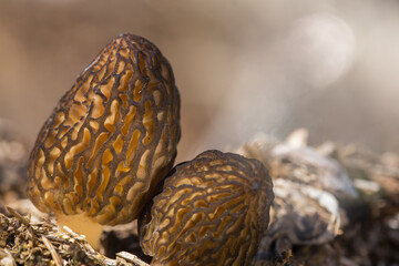 Stitching mushrooms. Mushrooms containing psilocybin. Spring hallucinogenic mushrooms.