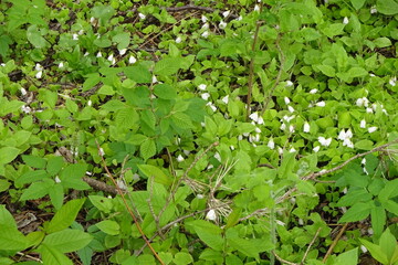 Top-down view of white blooming flowers with green light  clover plants on a spring day in a forest