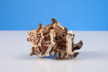 Sea shell