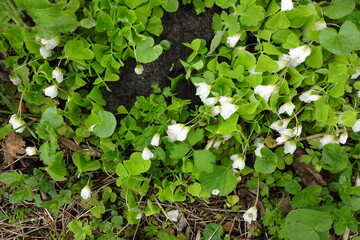 Top-down view of white blooming flowers with green light clover plants on a spring day in a forest