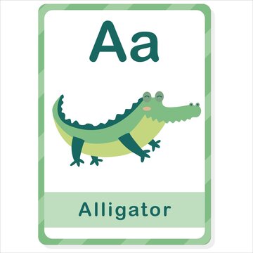 Animal alligator card for kids. Educational preschool alphabet flash cards for learning ABC with animal and letter. ABC flashcards handwriting practice for toddler. Learn animal name for children.