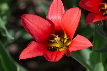 A Tulip Flower in Full Bloom