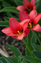Tulip Flowers in Full Bloom
