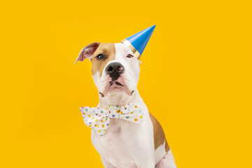 Funny American Staffordshire dog celebrating birthday, new year  or carnival. Isolated on yellow...