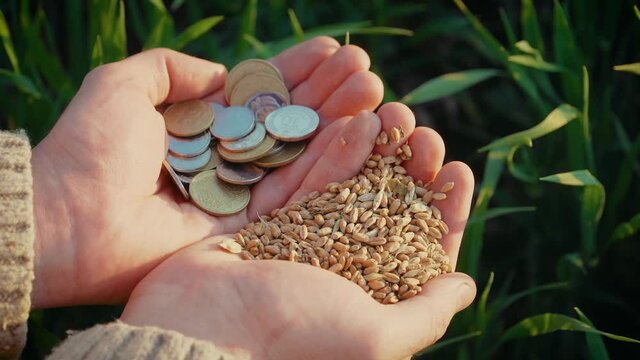 Close up wheat grain and coins in male hands after good harvest of successful farmer in background of green growing crops in field. Concept of work in agronomic farm for making business and having